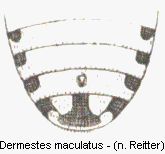 dermestes_maculatus_hlb.gif
