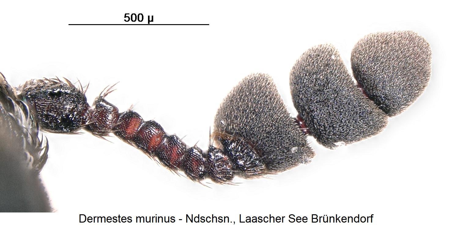dermestes_murinus_f.jpg