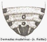 dermestes_mustelinus_hlb.gif