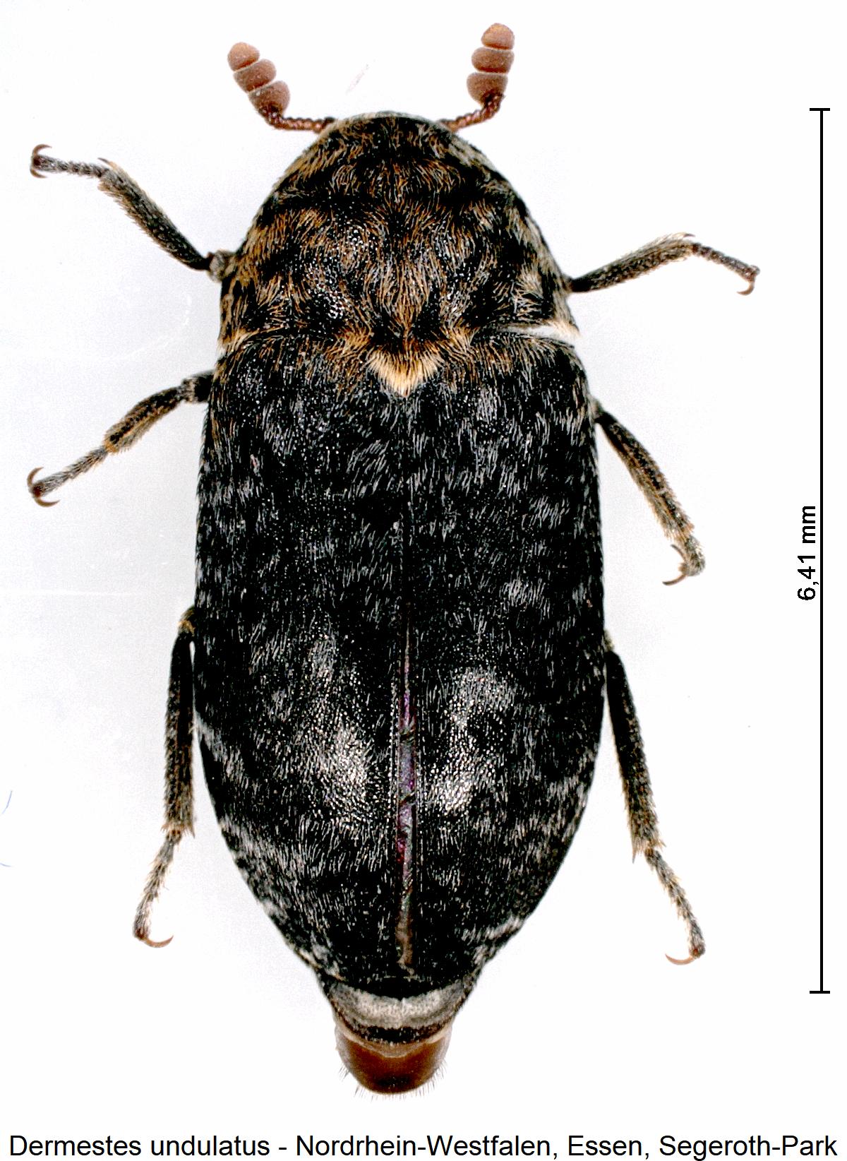 dermestes_undulatus_hab1.jpg