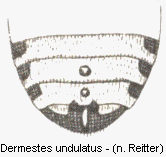 dermestes_undulatus_hlb.gif
