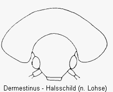 dermestinus_hsch.gif