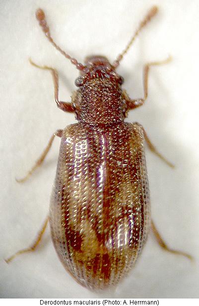 derodontus_macularis_hab.jpg