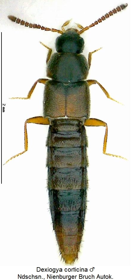 dexiogya_corticina_hab.jpg