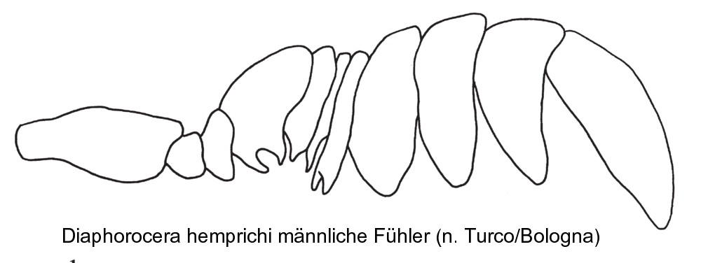 diaphorocera_hemprichi_f.jpg