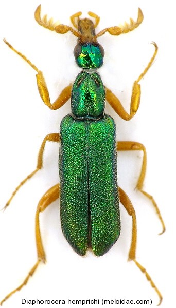 diaphorocera_hemprichi_saudita.jpg