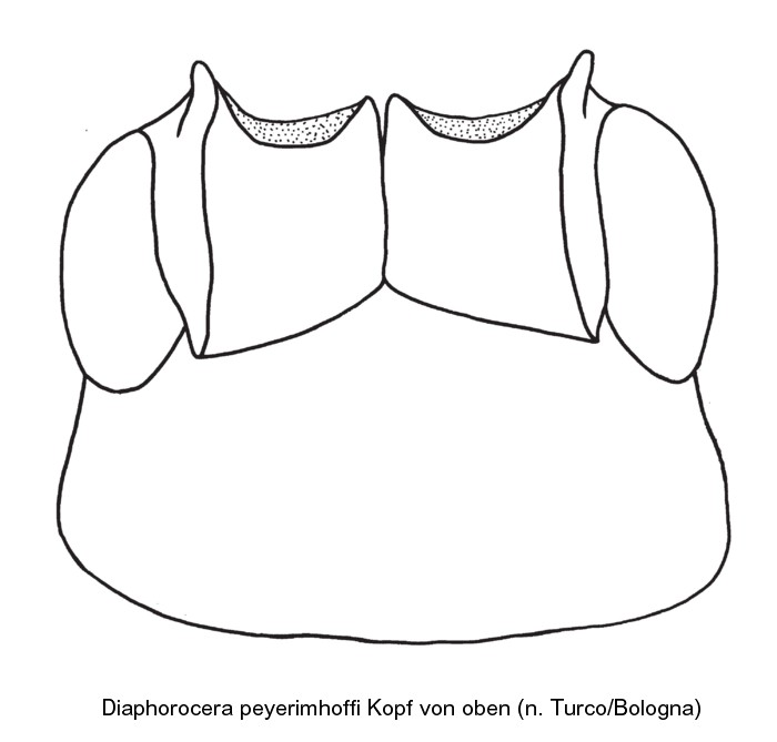 diaphorocera_peyerimhoffi_kopf.jpg