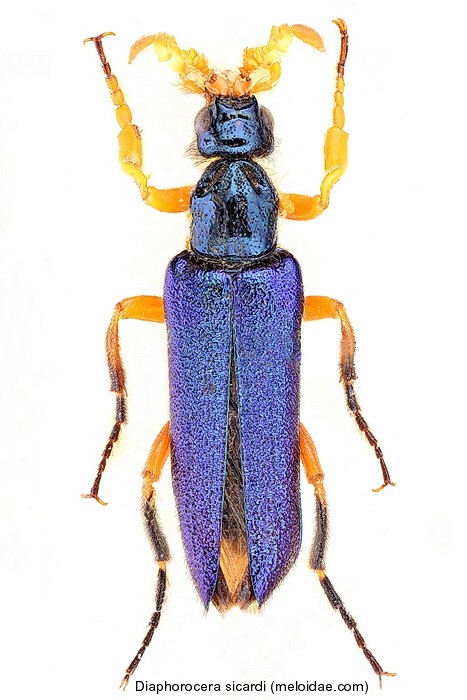 diaphorocera_sicardi1.jpg