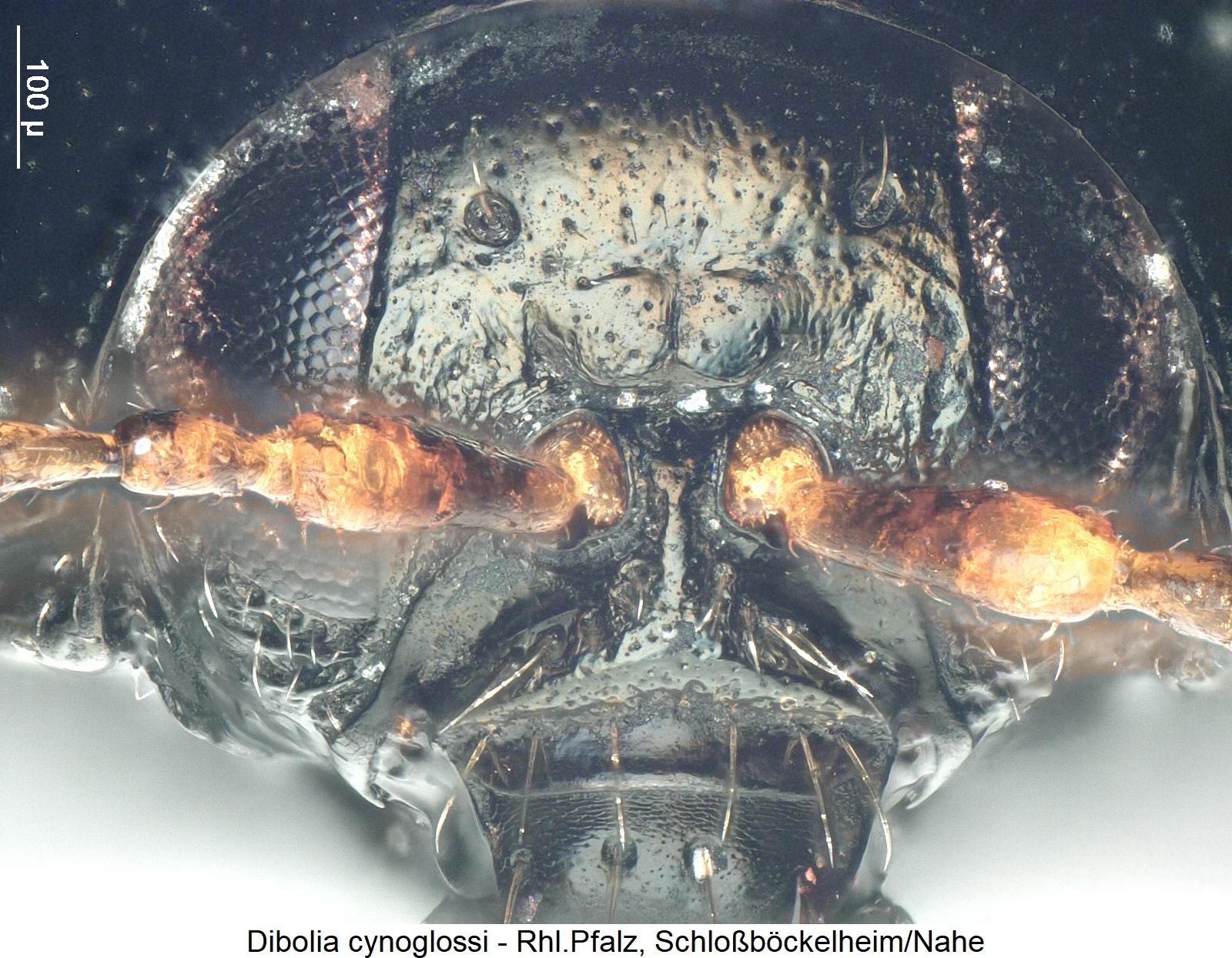 dibolia_cynoglossi_k1.jpg
