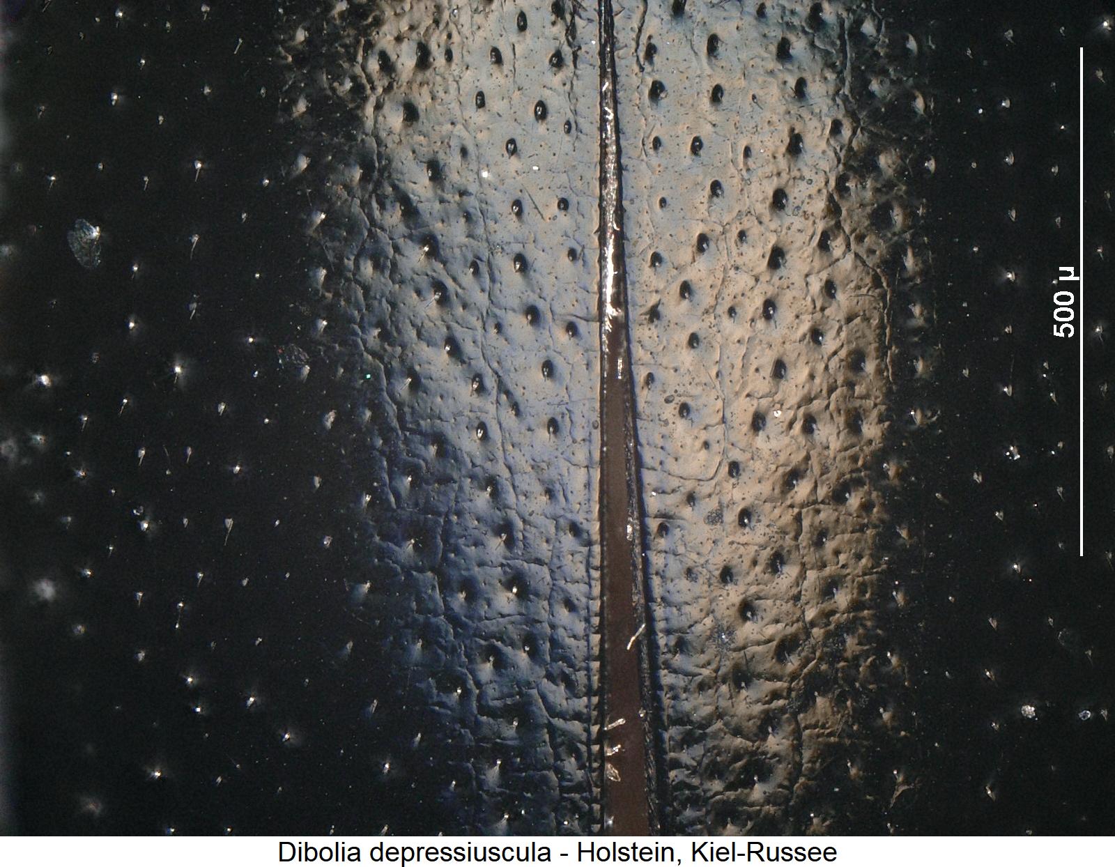 dibolia_depressiuscula_fld_ms.jpg