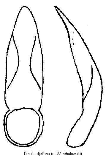 dibolia_djelfana.gif