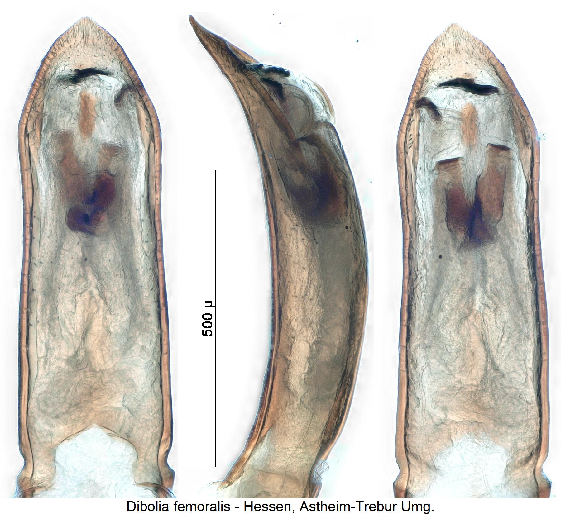 dibolia_femoralis.jpg