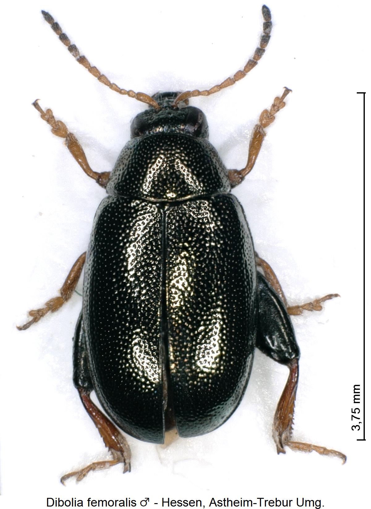 dibolia_femoralis_m_hab.jpg