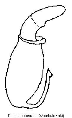 dibolia_obtusa_sperm.gif