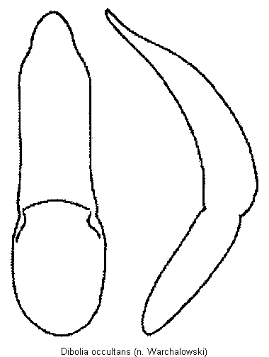 dibolia_occultans.gif