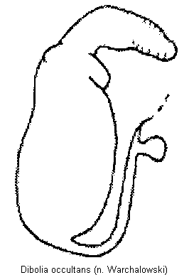 dibolia_occultans_sperm.gif