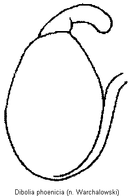 dibolia_phoenicia_sperm.gif