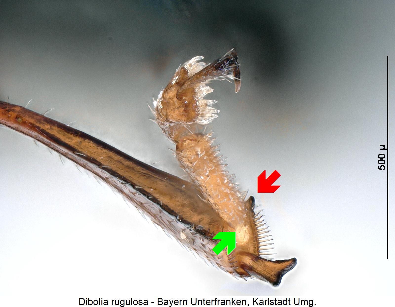 dibolia_rugulosa_hschn.jpg
