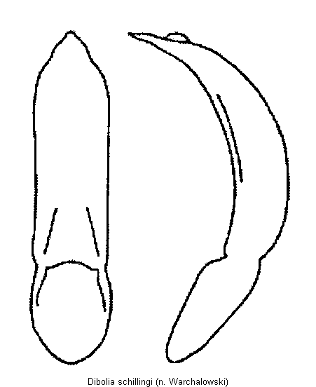 dibolia_schillingi.gif