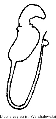 dibolia_veyreti_sperm.gif