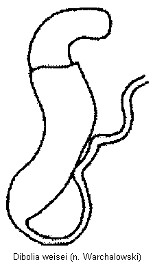 dibolia_weisei_sperm.gif