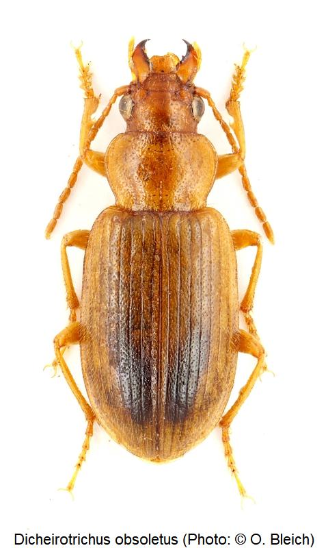 dicheirotrichus_obsoletus_hab.jpg