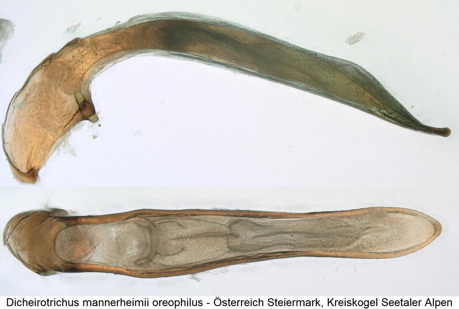 dicheirotrichus_oreophilus.jpg
