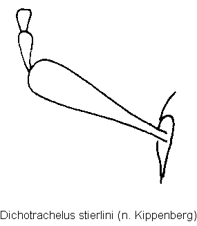 dichotrachelus_stierlini_f.gif
