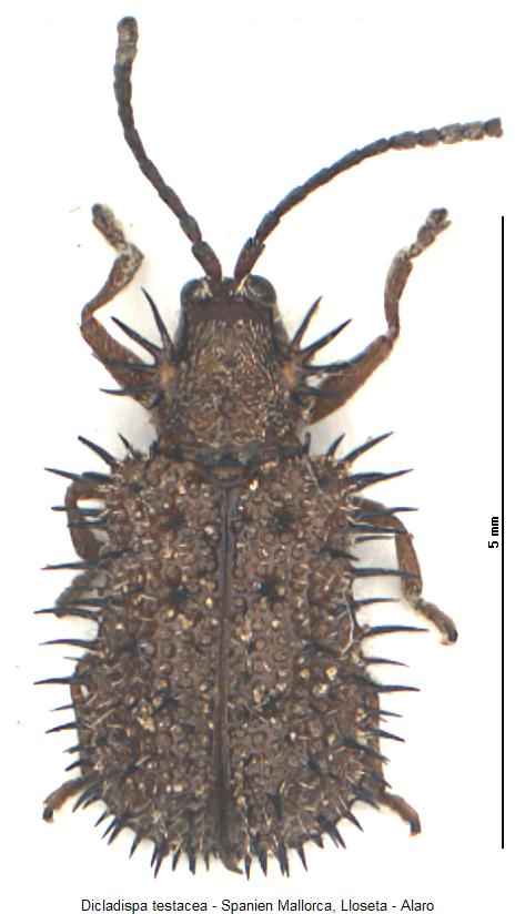 dicladispa_testacea_hab.jpg