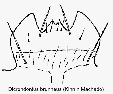 dicrodontus_brunneus_kinn.gif