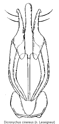 dicronychus_cinereus.gif