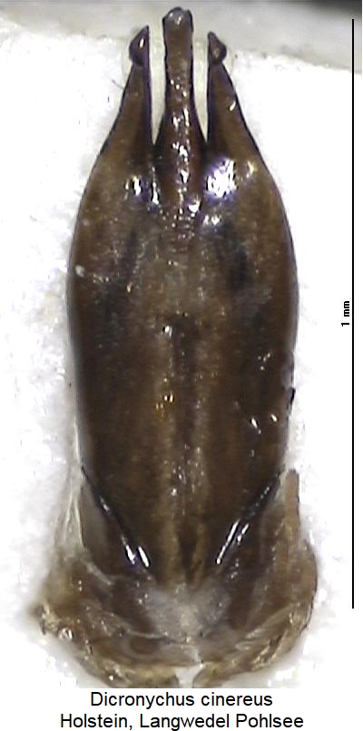 dicronychus_cinereus.jpg