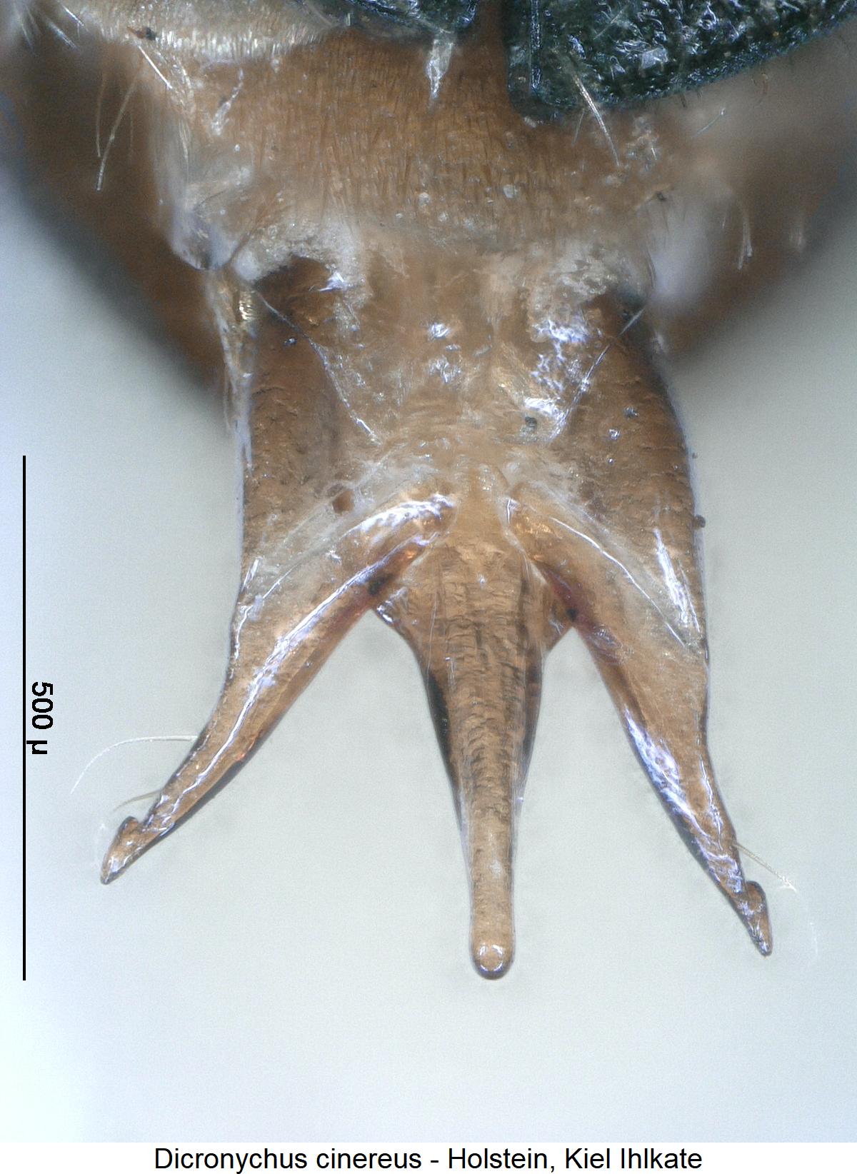 dicronychus_cinereus1.jpg