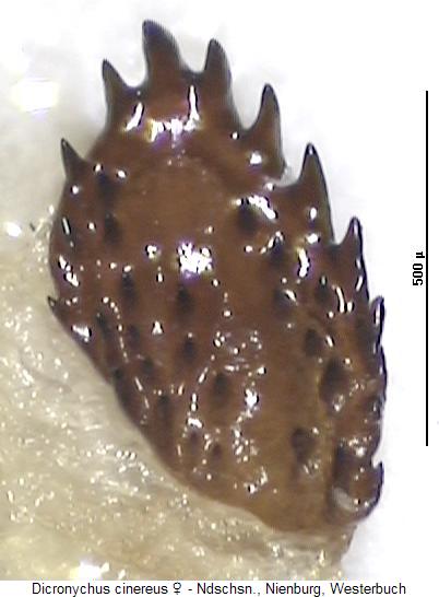 dicronychus_cinereus_bursa.jpg