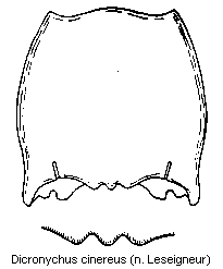 dicronychus_cinereus_hsch.gif