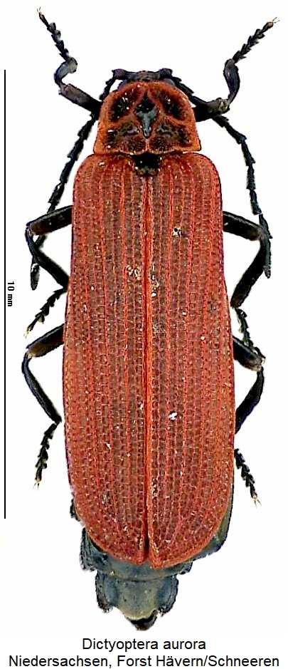 dictyoptera_aurora_hab.jpg