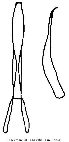 dieckmanniellus_helveticus.gif