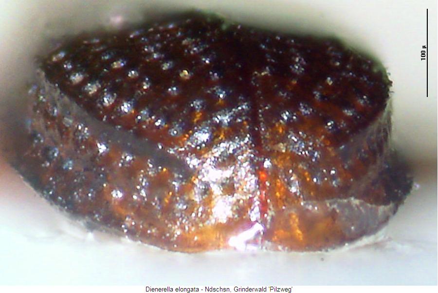 dienerella_elongata_fld.jpg
