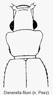 dienerella_filum_vk.gif