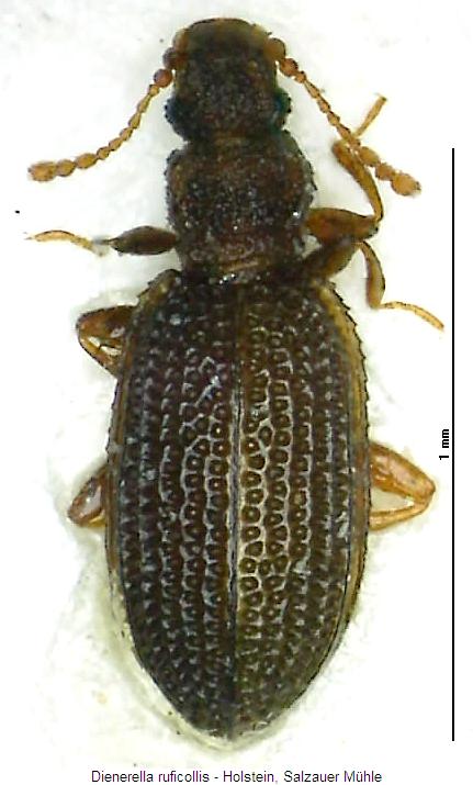 dienerella_ruficollis_hab.jpg