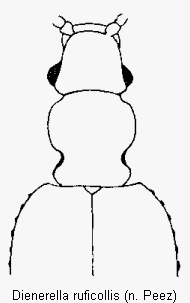 dienerella_ruficollis_vk.gif