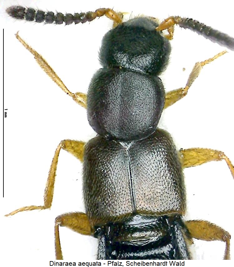 dinaraea_aequata_vk.jpg