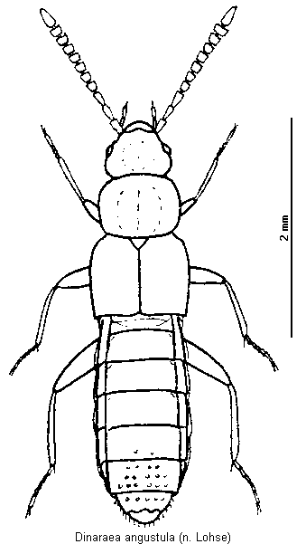 dinaraea_angustula_hab.gif