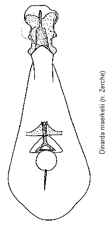 dinarda_maerkelii.gif
