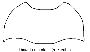 dinarda_maerkelii_hsch.gif