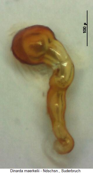 dinarda_maerkelii_sperm1.jpg