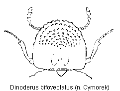 dinoderus_bifoveolatus_k.gif