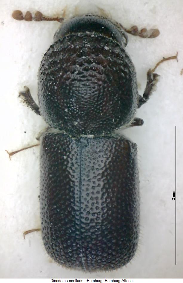 dinoderus_ocellaris_hab.jpg