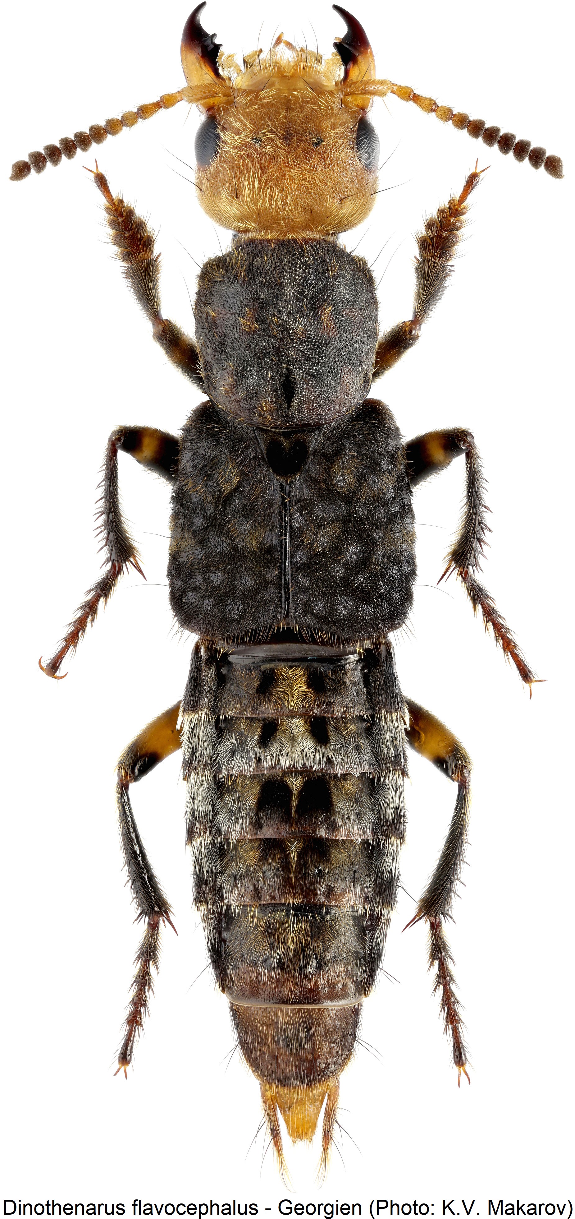 dinothenarus_flavocephalus_hab.jpg
