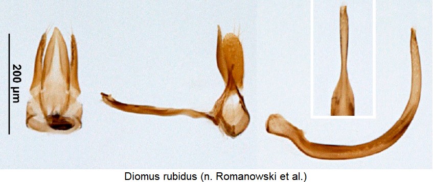diomus_rubidus.jpg